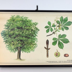 Grafico scolastico vintage, grafico scolastico, grafico scolastico botanico, grafico a discesa, poster scolastico Vinatge, mappa scolastica, poster educativo botanico