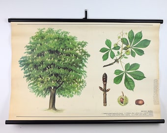 Vintage School Chart, School Chart, Botanical School Chart, Pull Down Chart, Vinatge School Poster, School Map, Botanical Educational Poster