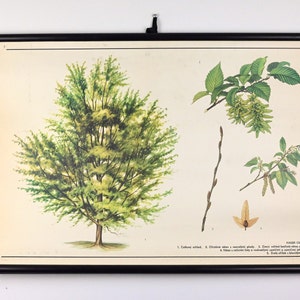 Grafico scolastico vintage educativo, grafico scolastico botanico, grafico a discesa, poster vintage scolastico, grafico a discesa scolastico, grafico vintage