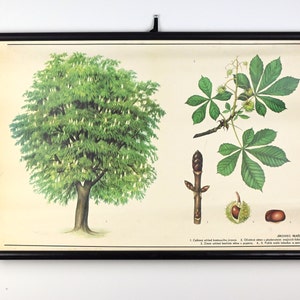 Grafico educativo vintage di ippocastano, poster della scuola botanica, grafico a discesa della scuola, grafico a discesa vintage, grafico scolastico vintage