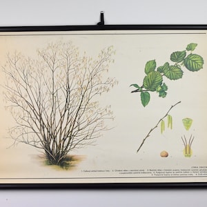 Grafico scolastico vintage educativo, grafico scolastico botanico, grafico a discesa, poster vintage scolastico, grafico a discesa scolastico, grafico vintage