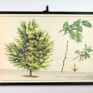 Grafico a discesa della scuola dell'albero di carpino, grafico scolastico vintage, grafico scolastico, grafico scolastico botanico, grafico a discesa, poster scolastico, mappa scolastica