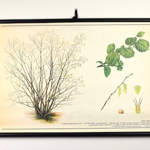 Grafico scolastico vintage educativo, grafico scolastico botanico, grafico a discesa, poster vintage scolastico, grafico a discesa scolastico, grafico vintage