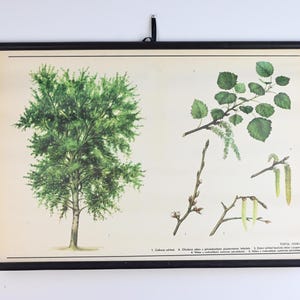 Tabella scolastica botanica d'epoca, albero di pioppo tremulo, tabella a discesa, poster educativo, tabella scolastica d'epoca, tabella scolastica, tabella retrò