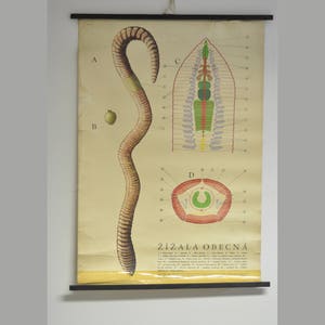 Eartworm School Chart, Pull Down Chart, School Pull Down Chart, Vintage School Chart, School Chart, School Pull Down, School Poster, School
