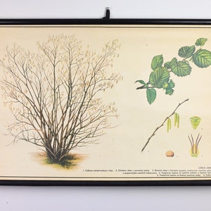 Grafico scolastico botanico, Grafico a discesa, Grafico a discesa della scuola, Grafico scolastico vintage, Grafico scolastico, Grafico a discesa della scuola, Poster scolastico, Scuola