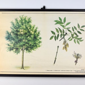 Grafico scolastico botanico, Grafico a discesa, Grafico a discesa della scuola, Grafico scolastico vintage, Grafico scolastico, Grafico a discesa della scuola, Poster scolastico, Scuola