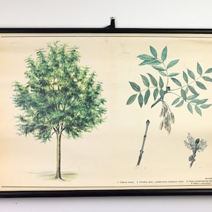 Grafico scolastico vintage educativo, grafico scolastico botanico, grafico a discesa, poster vintage scolastico, grafico a discesa scolastico, grafico vintage