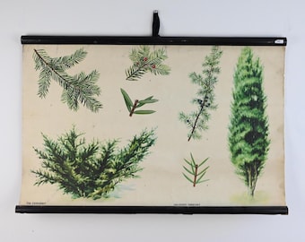 Botanical Wall Chart, Vintage Botany Chart, Yew Tree & Common Juniper, School Pull Down Chart, Vintage School Chart, Classroom Poster