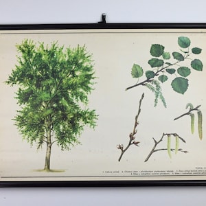 Tabella scolastica educativa vintage, tabella scolastica botanica, tabella a discesa, poster scolastico vintage, tabella a discesa scolastica, tabella vintage