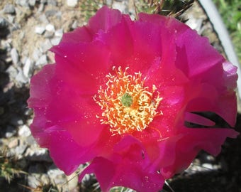 Cold Hardy Prickly Pear Opuntia Cactus, Ruffled Magenta Colored Flower's!!!