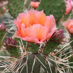 Cactus Opuntia, nopal resistente al frío, ¡con grandes flores de color rosa salmón!