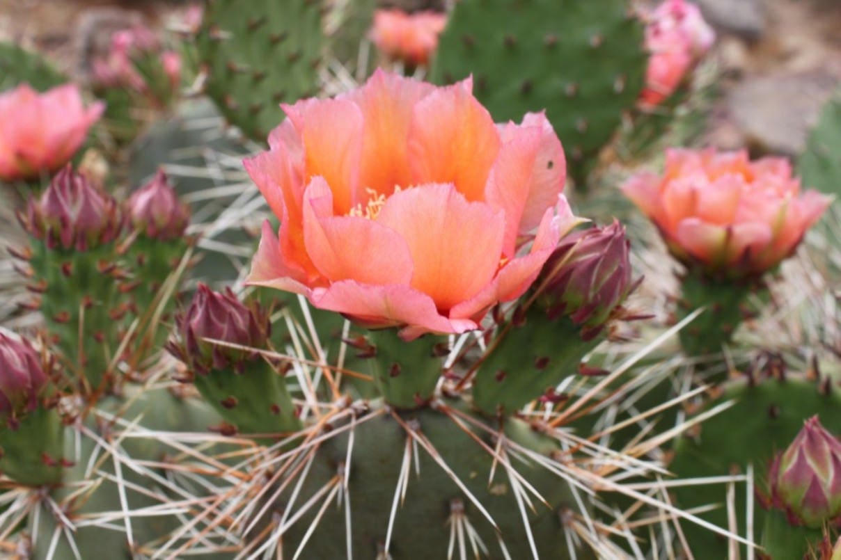 Cold Hardy Prickly Pear Opuntia Cactus, Large Salmon Colored Flowers!!!