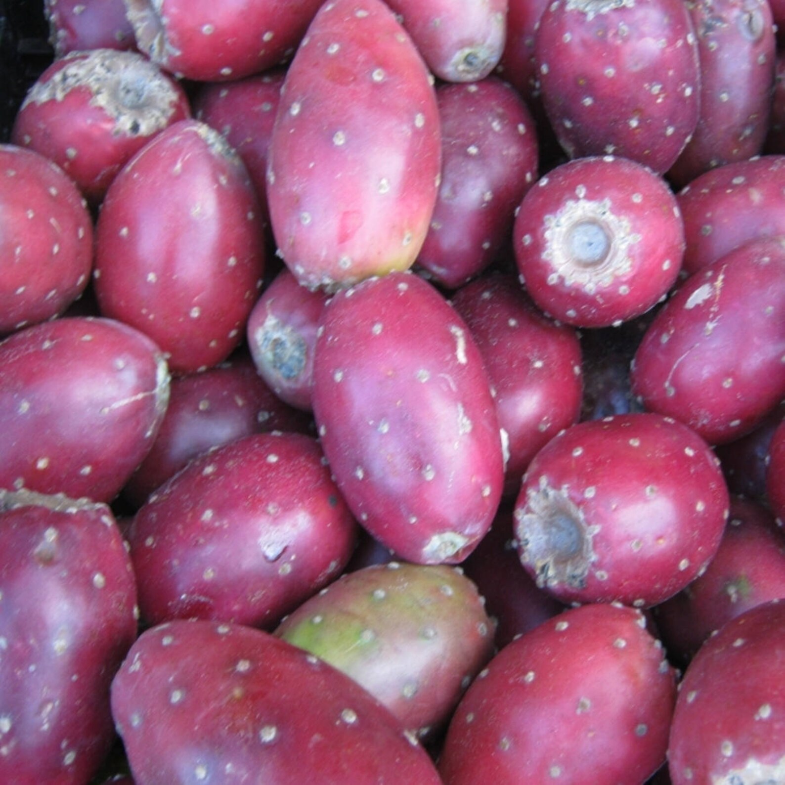 Prickly Pear Cactus Cold Hardy Opuntia Phaeacantha Hybrid Etsy