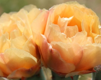 Cold Hardy, Opuntia Phaeacantha Hybrid, Large Ruffled Yellowish Flower's, Rose Pink Under Petals!!!