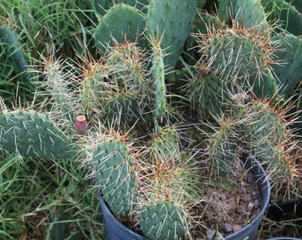 Cold Hardy Prickly Pear Opuntia Cactus, Large Yellow Flowers, Beautiful Blond Spines!!!