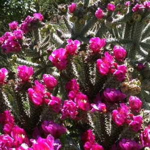 May include: A close-up of a cholla cactus with vibrant pink flowers in full bloom. The cactus has segmented stems covered in sharp spines. The bright flowers contrast with the muted green and gray tones of the plant.