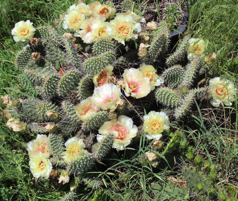 Cold Hardy Prickly Pear Opuntia Cactus Beautiful Large Ruffled Etsy