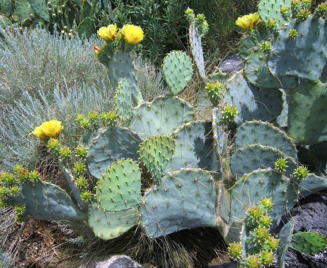 Cold Hardy Alamo Opuntiaprickly Pear Cactus Edible Purple Etsy