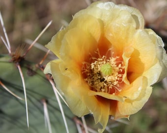 Cold Hardy, Opuntia Gilvenscens, Big Fruit Producer!!!
