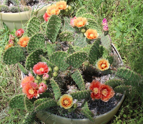 Cold Hardy Prickly Pear Opuntia Cactus Beautiful Ruffled ...