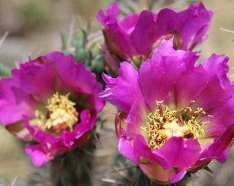 Beautiful Cold Hardy Shrub Cylindropuntia Cactus, Light Purple