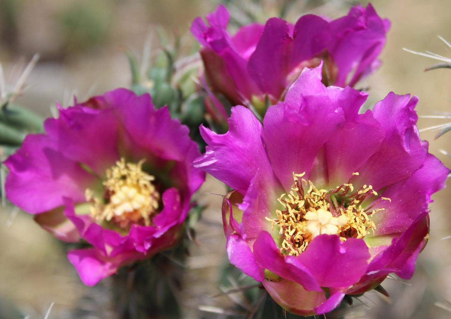 Beautiful Cold Hardy Shrub Cylindropuntia Cactus, Light Purple