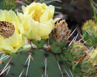 Cold Hardy Cactus Opuntia Phaeacantha Pale Lemon Yellow Flower's!!!