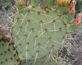 Opuntia Valida, Hardy Cactus, Ruffled Yellow Flower&#39;s, abundant fruit,  Unusual Spination!!!