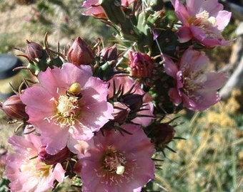 Beautiful Cold Hardy Shrub Cylindropuntia Cactus PINKISH BLOSSOMS, 2 For 1 SALE!!!