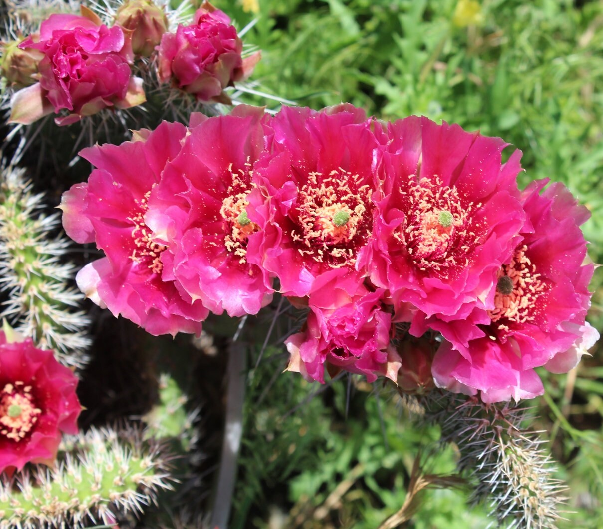 Winter Hardy Prickly Pear Cactus Dark Pinkish Red Flowers | Etsy
