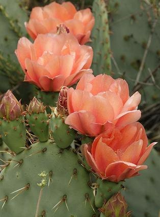 Nala ナラ　Cactus all in one Nala Cactus all-in-one