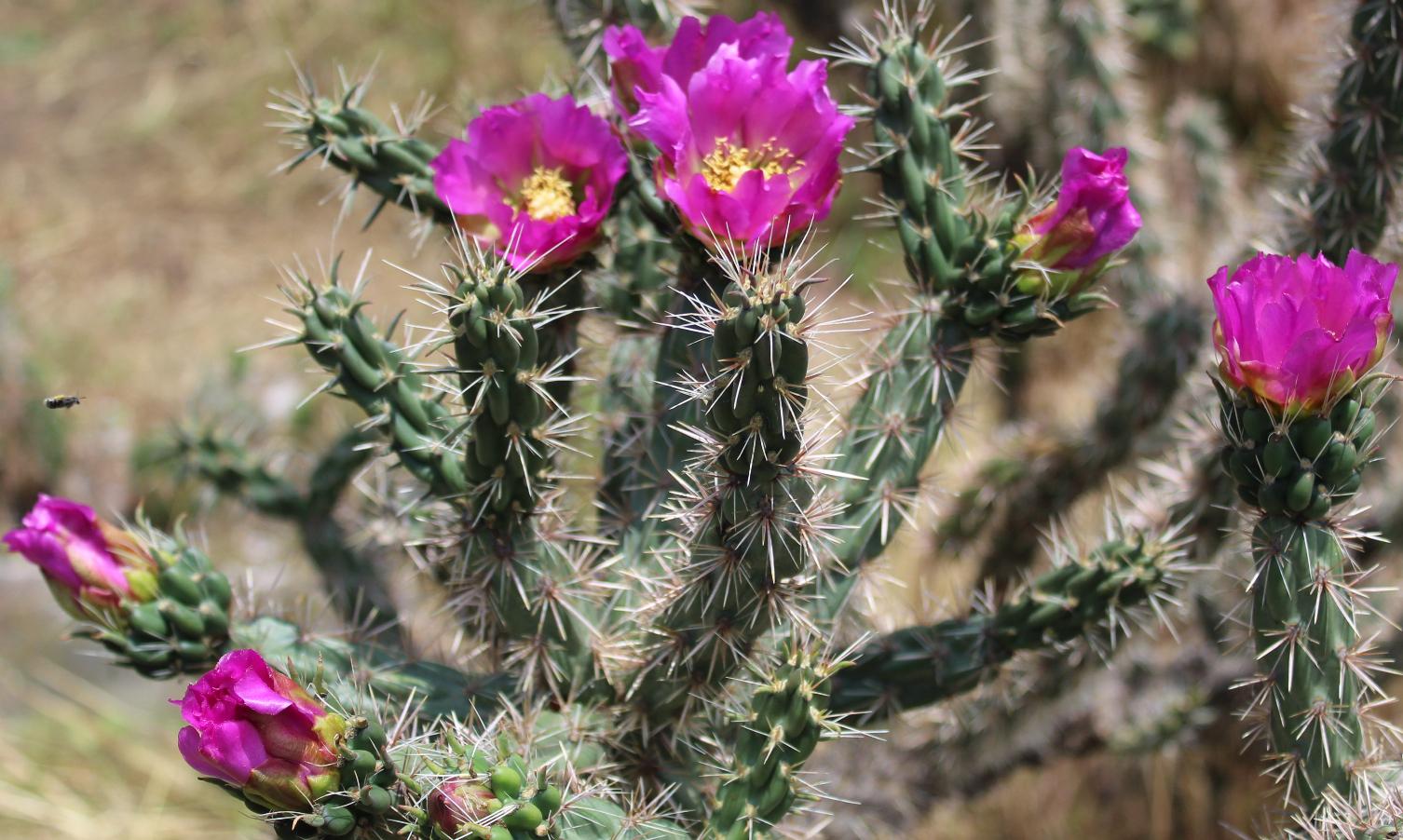 Beautiful Cold Hardy Shrub Cylindropuntia Cactus, Light Purple