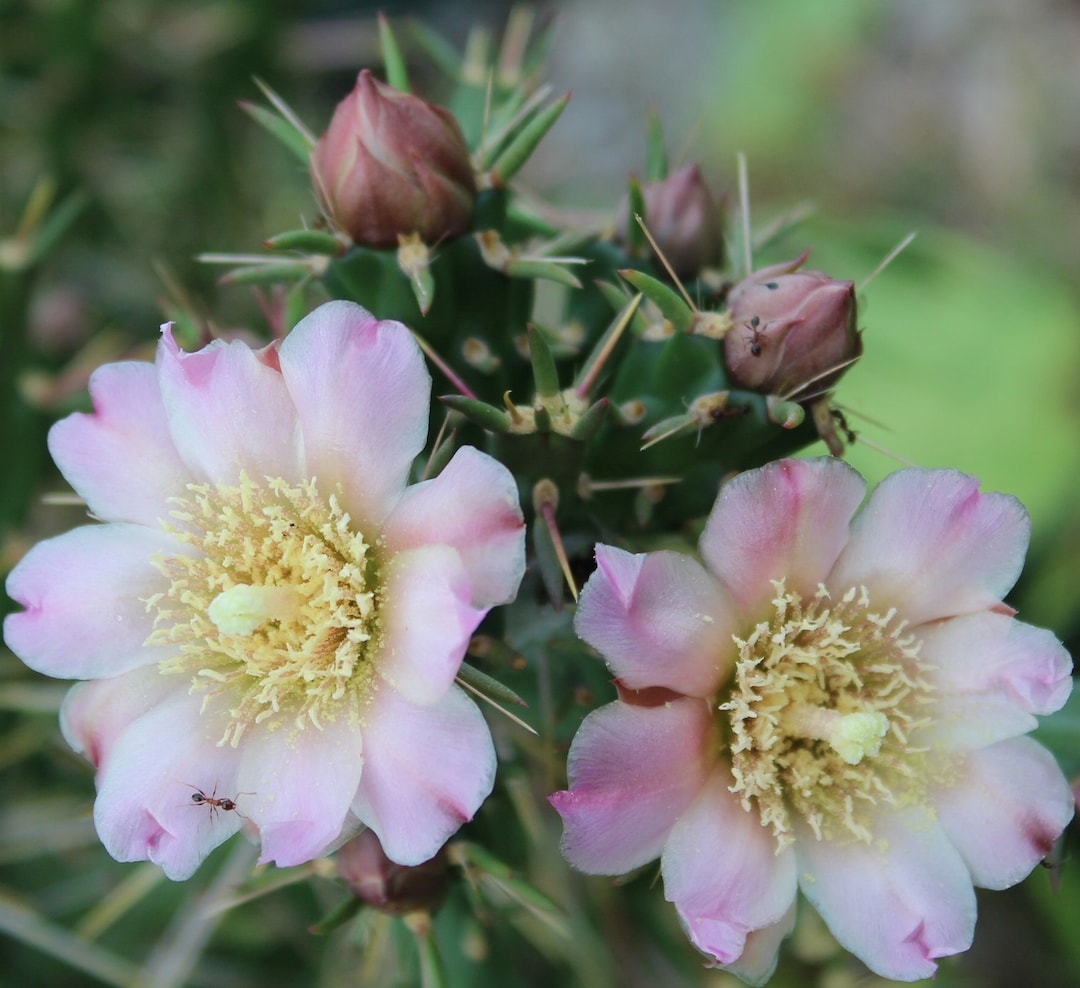 163サイコフラワー Cylindropuntia Kleiniae, Var Santa Rosa, Pale Pinkish Rose Cream