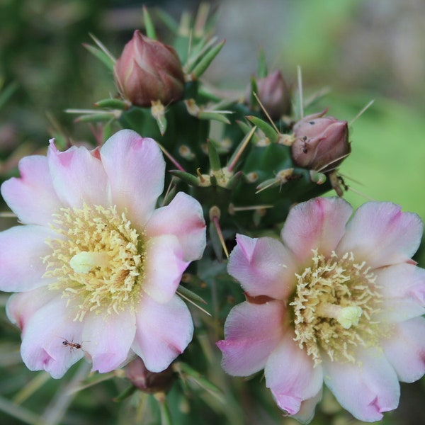 Cylindropuntia Kleiniae, Var Santa Rosa, Pale Pinkish Rose Cream Colored Flower's!!!