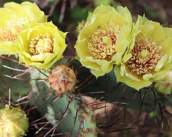 Cold Hardy Prickly Pear Cactus, Opuntia, Ruffled Yellow Flower&#39;s-Reddish Centers, Red Spines!!!