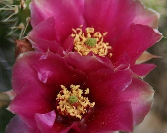 Hardy Miniature Prickly Pear Cactus, Dark Pink Pointed Petaled Flower's