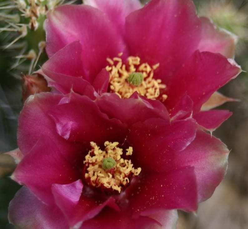 Hardy Miniature Prickly Pear Cactus, Dark Pink Pointed Petaled Flower's image 1