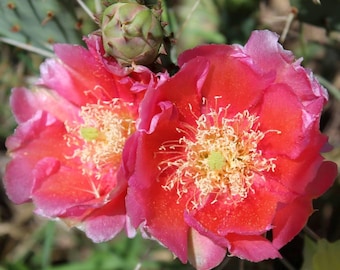 Opuntia Fragilis 'michigan Tiny Form' (cat's Paw) COLD HARDY CACTUS - Etsy
