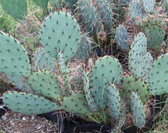 Cold Hardy Prickly Pear Opuntia Cactus Ruffled Yellow Flowers with Bold Maroon Red Centers!!!