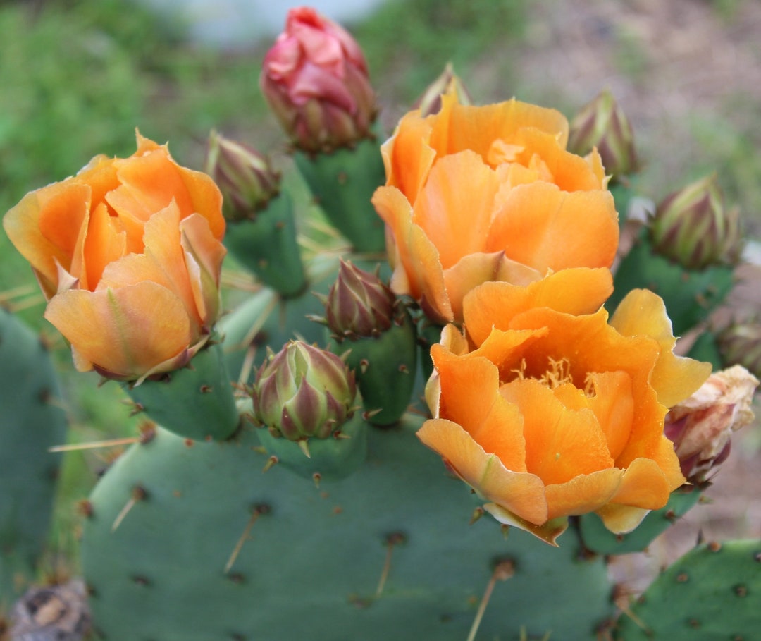 Cold Hardy Prickly Pear Opuntia Cactus Ruffled Yellow Fade Orange