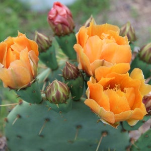 Cold Hardy Prickly Pear Opuntia Cactus Ruffled Yellow Fade Orange Flowers, Lovely Plump Edible Pink Fruit!!!