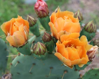 Cold Hardy Prickly Pear Opuntia Cactus Ruffled Yellow Fade Orange Flowers, Lovely Plump Edible Pink Fruit!!!