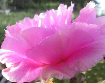 Winter Hardy Prickly Pear Opuntia Cactus, Large Ruffled Pinkish Cream Flowers!!!