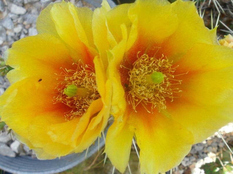 Hardy Opuntia Prickly Pear Cactus Large Ruffled Yellow Fade Orange Blossoms!!! 