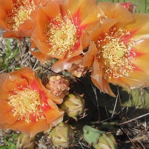 May include: Close-up of orange cactus flowers with red accents. The flowers have a yellow center with many stamens. The cactus is prickly and has green stems.