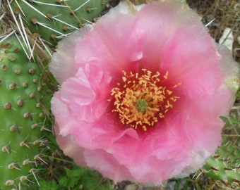 Winter Hardy Prickly Pear Opuntia Cactus, Ruffled Pink Cream Flowers!!!