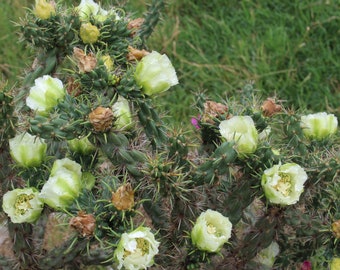 Cold Hardy, Shrub Cactus, Cylindropuntia Imbricata, Rare White Flower's, Western Colorado!!!