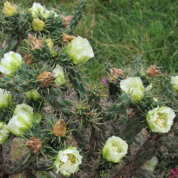 Cold Hardy, Shrub Cactus, Cylindropuntia Imbricata, Rare White Flower's, Western Colorado!!!