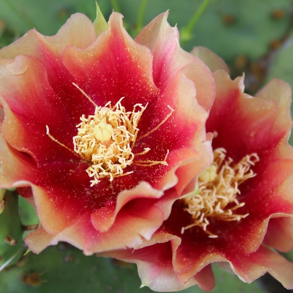 Opuntia - Etsy